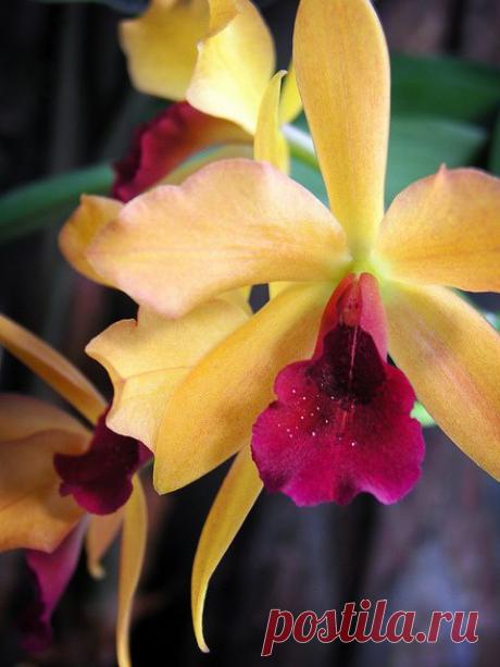 Laeliocattleya Gold Digger 'Orchid Jun... | flores