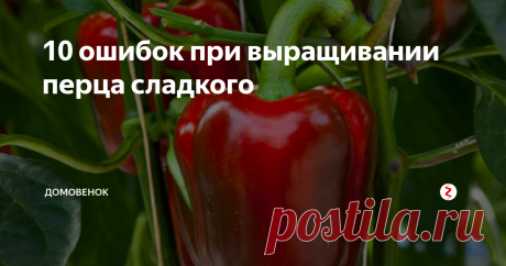 10 ошибок при выращивании перца сладкого Опытные садоводы советуют обратить внимание на ошибки, которые допускаются при выращивании сладкого (горького) перца.
