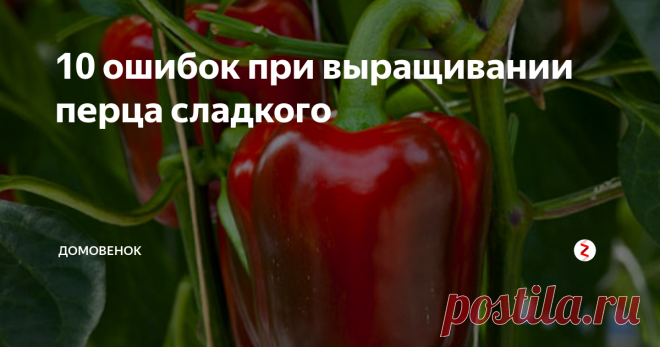 10 ошибок при выращивании перца сладкого Опытные садоводы советуют обратить внимание на ошибки, которые допускаются при выращивании сладкого (горького) перца.
