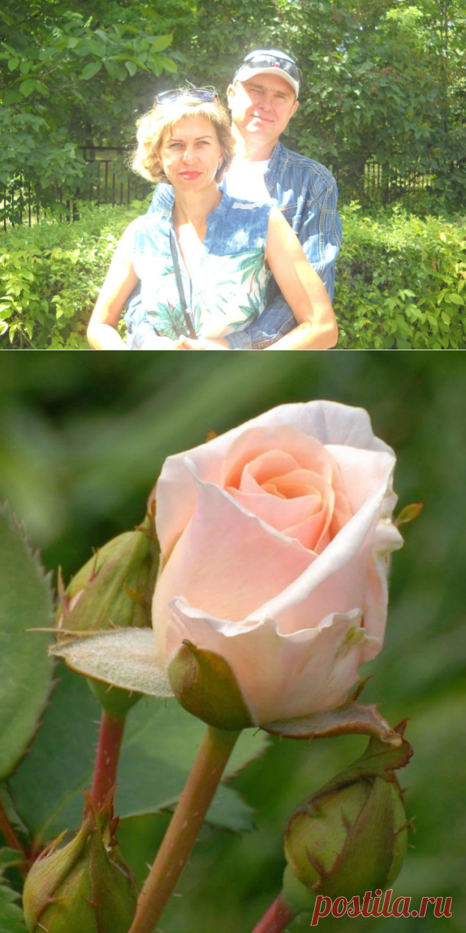 хх | Цветы1 | Постила