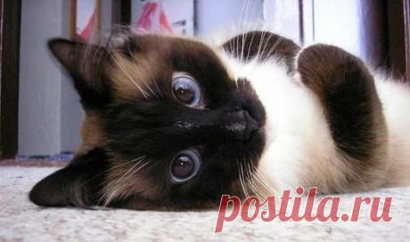 Она меня зовёт пушистым Котей, 
И, улыбаясь, гладит мой живот. 
От наслажденья выпускаю когти 
И радуюсь, что так меня зовёт… 
Как только холодильник открывает – 
Я точно знаю, это для меня. 
Она всегда на лапках приседает, 
Шуршит пакетом, так меня дразня… 
Потом нальёт мне в блюдечко сметану 
И вкусный корм добавит, не скупясь. 
Её бужу, бывает, очень рано, 
Целую в нос, ни капли не стыдясь… 
Бывает, уезжает вечерами… 
А я так жду, скучаю у дверей. 
Я так привык, что с ней мы жили сами, 
А