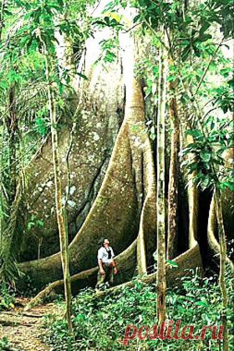 легенда о дереве