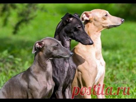 Собака Итальянская левретка - нежная и покорная по своей природе собака