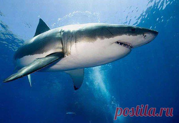 акула