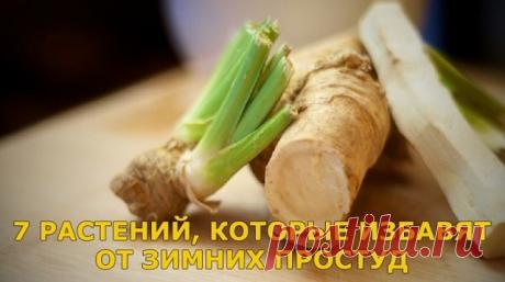 Лучшие кефирные коктейли для улучшения обмена веществ и красивой фигурки

Кефирные коктейли просто замечательны, я бы сказала, идеальны для похудения, но вариантов их – далеко не один. Итак, предлагаю вам лучшие кефирные коктейли для улучшения обмена веществ и красивой фигурки – запоминайте, сохраняйте и худейте на здоровье))

1. Со специями. 200 мл кефира, молотого имбиря и молотой корицы и на кончике ножа, чуть больше красного перца. Разбавить 2 ст. ложками минеральной в...