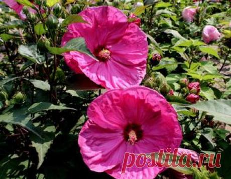 ГИБИСКУСЫ ТРАВЯНИСТЫЕ(КОРНИ)..на ОСЕНЬ 2016 г . Раздел будет пополнятся до середины августа . - №99