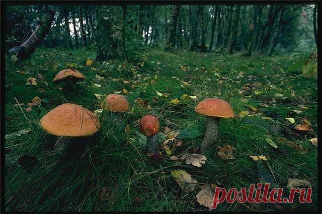 getImage (640×427)