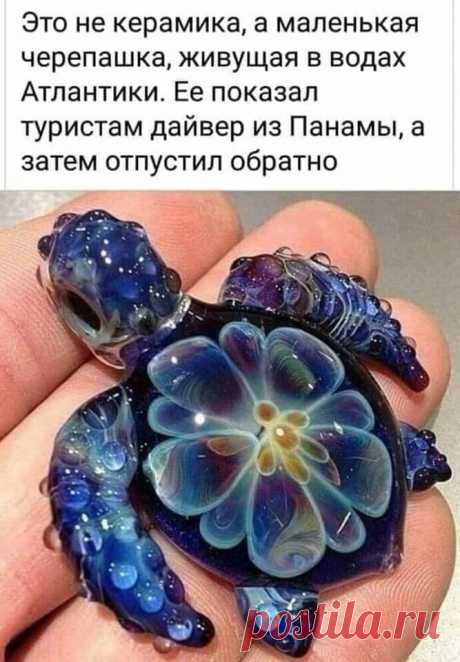 просто чудеса природы