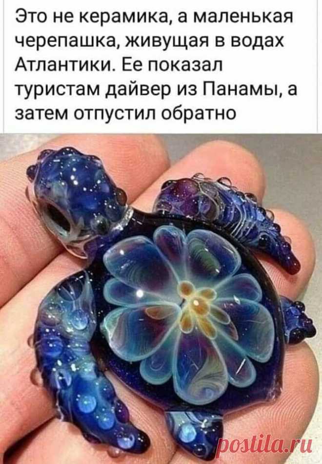 просто чудеса природы