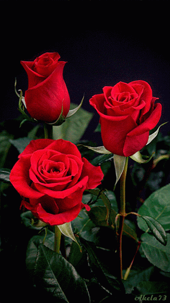 roses – Red roses – Сообщество – Google+
