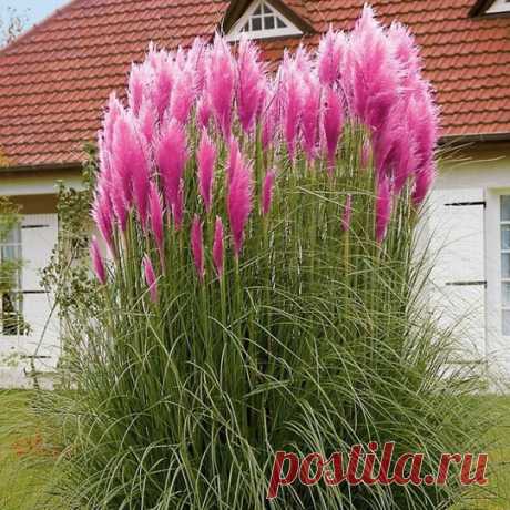 Кортадерия Cелло Rose Plume - купить в интернет-магазине, цена в Москве