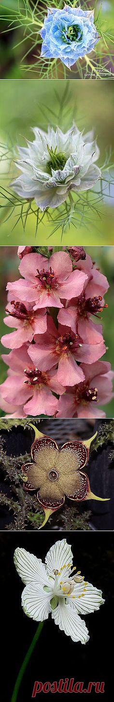 Flower, Plant, Botany