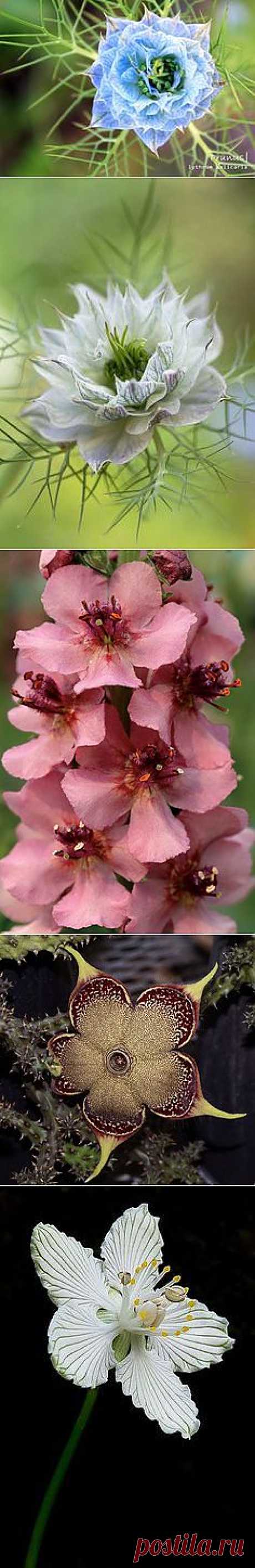 Flower, Plant, Botany