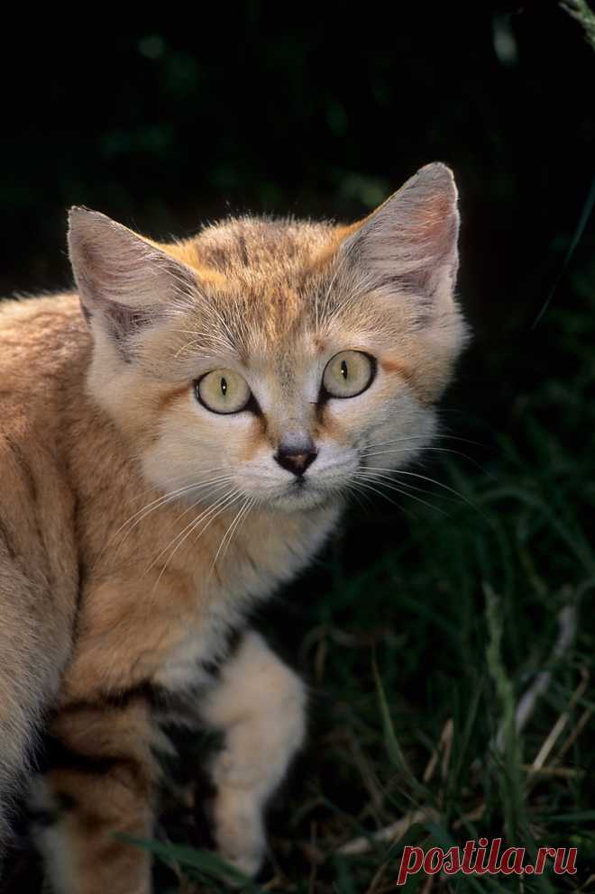Песчаный кот | Терри Уиттакер Фотография