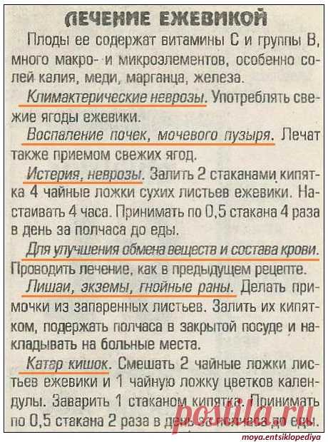 Лечение ежевикой