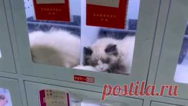 Автоматы по продаже кошек и собак появились в Китае. В нескольких городах Китая установили торговые автоматы по продаже домашних животных, что вызвало возмущение общественности. Об этом пишет Oddity Central. Видео с кошками, маленькими собаками и грызунами, запертыми в маленьких замкнутых ...