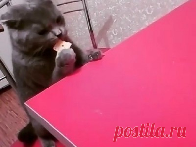 Волгоградец выложил фото кота, который ест по-человечески