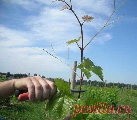 5 ОШИБОК  ПРИ ОБРЕЗКЕ ВИНОГРАДА!1. Подстригание верхушек.Многие начинающие виноградари жалеют 