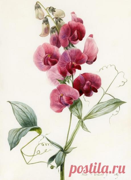 Lathyrus latifolius Everlasting Pea Print by Louise D Orleans