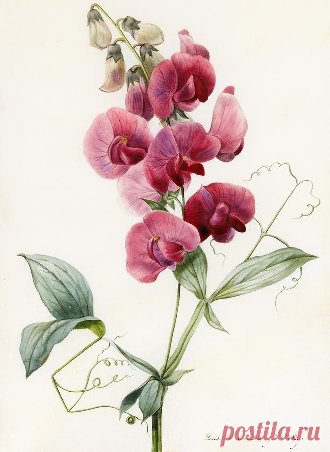 Lathyrus latifolius Everlasting Pea Print by Louise D Orleans