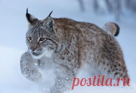 Рысь в морозный зимний день. Автор фото — Владислав Костылев: