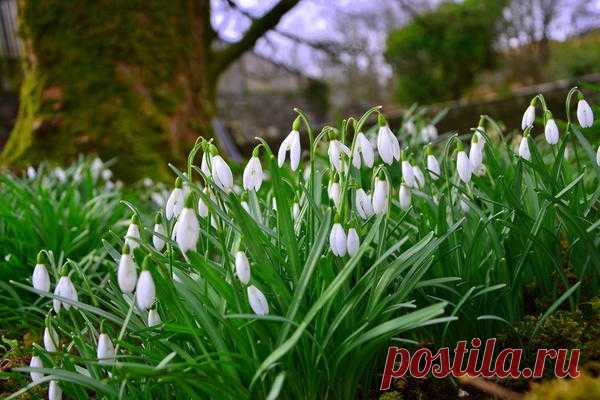 Сад в стиле русской усадьбы