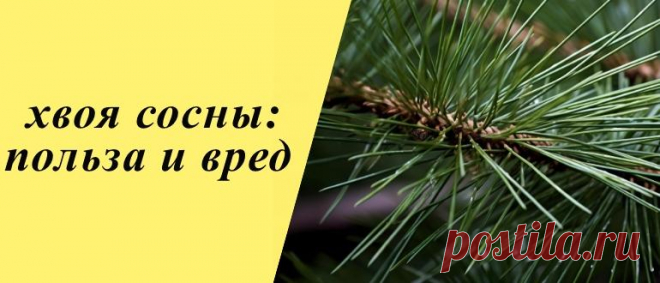 Хвоя: польза и вред для здоровья организма, рецепты блюд и напитков Хвоя: история, польза и вред, применение в народной медицине, косметологии и кулинарии, рецепты блюд и напитков.