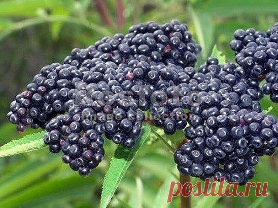 (66) Одноклассники