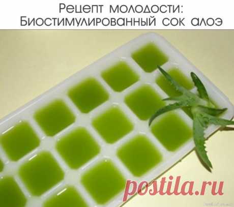 Биостимулированный сок алоэ. Рецепт красоты и молодости Очень эффективный сок алоэ &mdash; Регенерирует и способствует образованию новых клеток...Берем: листья алоэ не моложе 3-х лет⠀Две недели цветок не поливать. Затем срезать на корню, завернуть в темную бумагу и хранить 2 недели в холодильнике на нижней полке.(В таких неблагоприятных для...