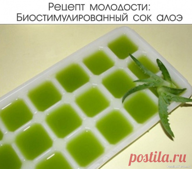 Биостимулированный сок алоэ. Рецепт красоты и молодости Очень эффективный сок алоэ — Регенерирует и способствует образованию новых клеток...Берем: листья алоэ не моложе 3-х лет⠀Две недели цветок не поливать. Затем срезать на корню, завернуть в темную бумагу и хранить 2 недели в холодильнике на нижней полке.(В таких неблагоприятных для...