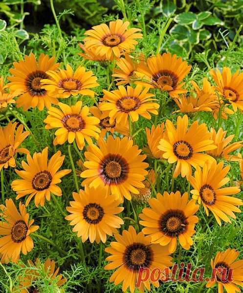 Семена. Урсиния укропная однолетняя 