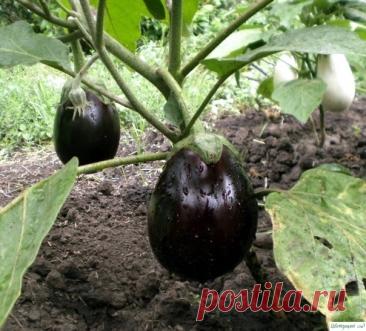 Хитрости выращивания баклажанов
