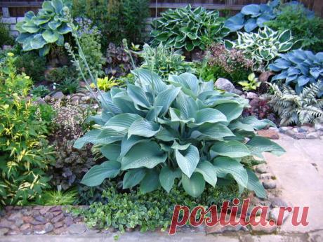 Где и как посадить хосту