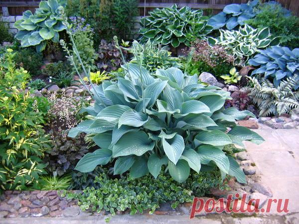 Где и как посадить хосту