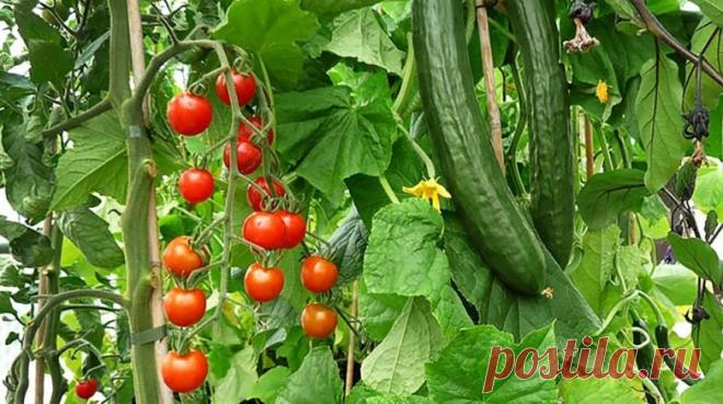 5 подкормок, о которых должен знать каждый огородник Опытные огородники знают, что получить богатый урожай вкусных овощей невозможно без использования эффективных подкормок. При этом не обязательно покупать дорогие специализированные удобрения.Дать...