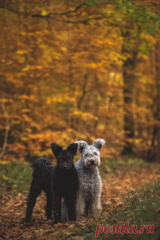 Осеннее настроение. Животные | Блогер Lizbeth на сайте SPLETNIK.RU 23 сентября 2016 | СПЛЕТНИК
