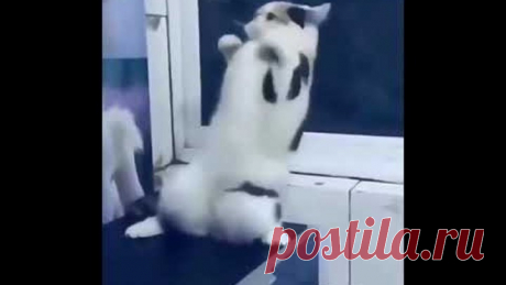 Котик под песню "Мужиков надо любить„