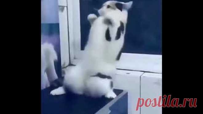 Котик под песню 