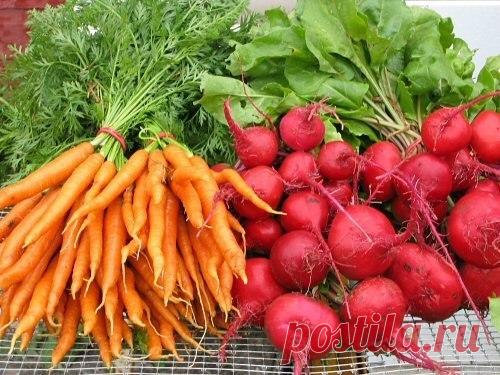 ЧТОБЫ СВЕКЛА И МОРКОВЬ БЫЛИ СЛАДКИМИ
Сохраните, чтобы не потерять!

Какими приемами можно повысить сахаристость свеклы и моркови?
Нельзя под свеклу и морковь вносить органические удобрения, только под предшествующую культуру. Навоз, обеспечивая культуру повышенным количеством азота, придает им неприятный йодистый привкус.
Показать полностью…