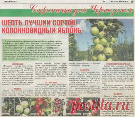 6 лучших сортов колонновидных яблонь
