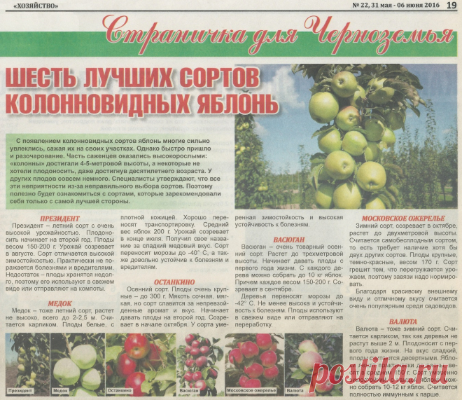 6 лучших сортов колонновидных яблонь