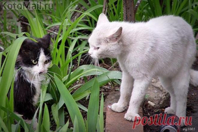 Ну и где ты гулял? | KotoMail.ru