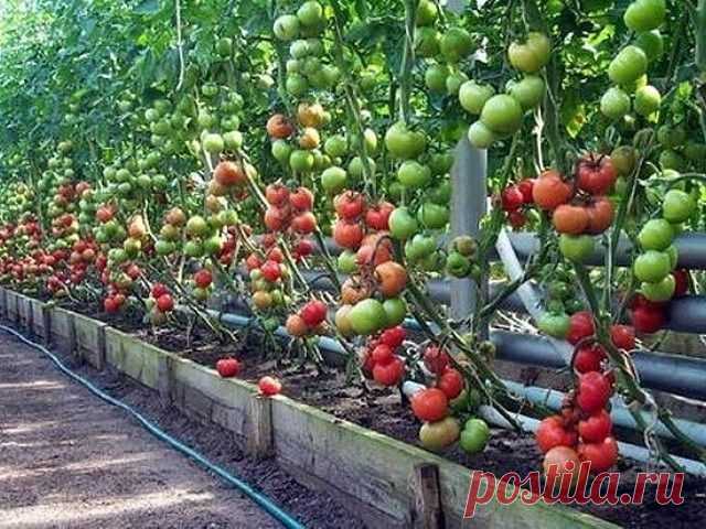 ДЕДОВСКИЙ РЕЦЕПТ ПОДКОРМКИ ДЛЯ ХОРОШЕГО УРОЖАЯ ТОМАТОВ