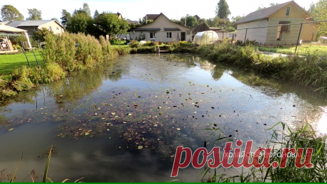 Утки очистили мой пруд от растительности за лето | Хозяйство Воронова | Яндекс Дзен