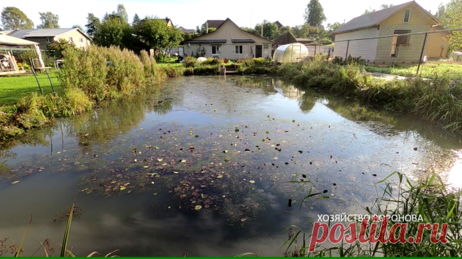 Утки очистили мой пруд от растительности за лето | Хозяйство Воронова | Яндекс Дзен