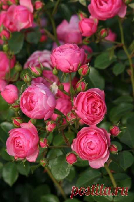♥ The Rose Garden ♥