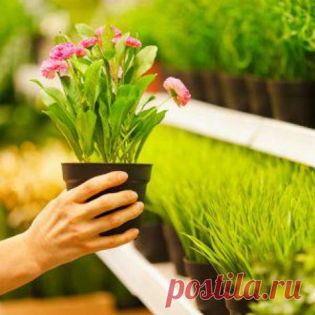 Усадьба | Цветы в доме : Как выбрать комнатное растение – советы специалистов