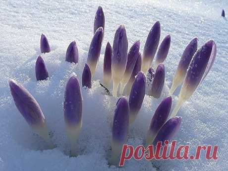 хх