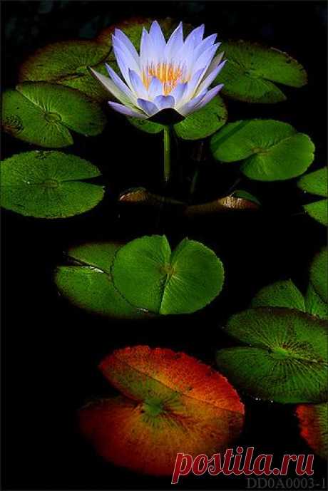 WaterLily,  
flickr от Bahman Farzad   |  Pinterest • Всемирный каталог идей