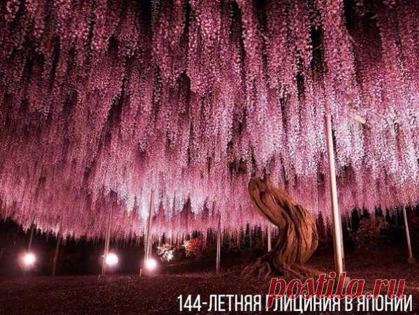 Фантастические деревья, которые растут на нашей планете